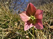 62 Elleboro fecondato (Helleborus niger) 